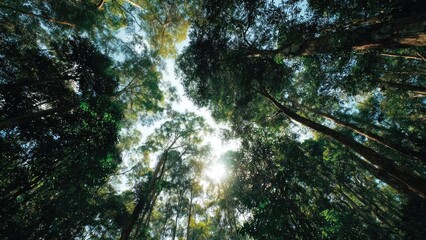Fototapeta premium Sunlight filters through a dense forest canopy, seen from below, as tall trees reach toward the sky. Concept Sunlight through forest canopy, View from below, Towering trunks toward the sky