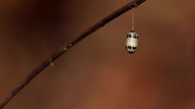 Parasitoid wasp cocoon on twig. A close-up wildlife video showing a campopleginae parasitoid wasp cocoon hanging delicately from a fine silk thread on a small twig during morning light.