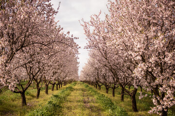 Almond trees in neat rows form a pink-and-white blossom tunnel over a farm path, signaling spring in a serene rural orchard ready for new growth and sunny days