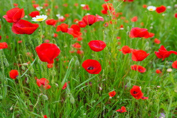 Fototapeta premium Bright poppies and daisies create a vivid mosaic of color on the green meadow floor.