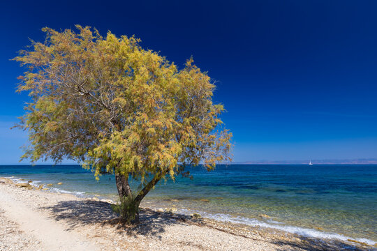 Sunny coastal road and tamarisk tree (Tamarix L.) overlooking the azure sea, Greek island of Lesvos