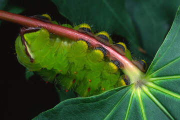 Polyphemus Moth Caterpillar, Antheraea polyphemus © Michael Redmer©