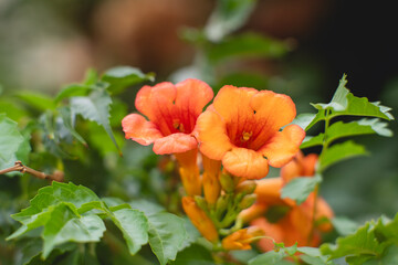 Orange trumpet vine flowers blooming in sunlight © Hanna Tor