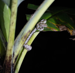 Costa Rican most photographer snake, eyelash viper. © Daylen