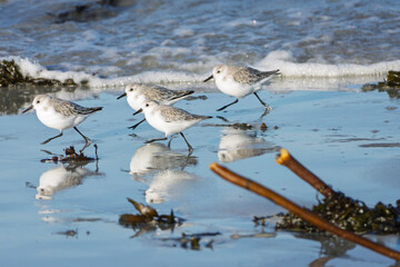 Les oiseaux sur la plage