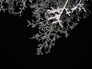 Mróz na gałęziach  © EwaAF