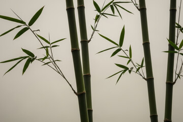 Fototapeta premium bamboo stalks with green leaves against a gray background