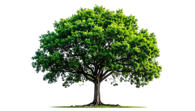 A lush, isolated tree with a full canopy of green leaves and a dark trunk