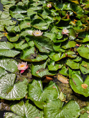 water lilies in the pond