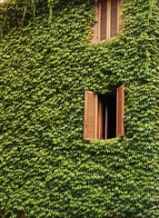 window with green ivy