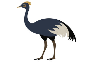 Obraz premium ostrich isolated on white