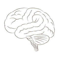 Human Brain Anatomy Hand Drawn Artistic Sketch Illustration