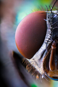 Extreme macro shot of a fly compound eye, detailed texture of insect head with hairs and ommatidia