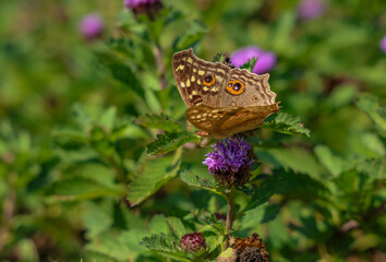 Junonia Lemonias butterfly on lark daisy.Junonia lemonias, the lemon pansy, is a common nymphalid butterfly.