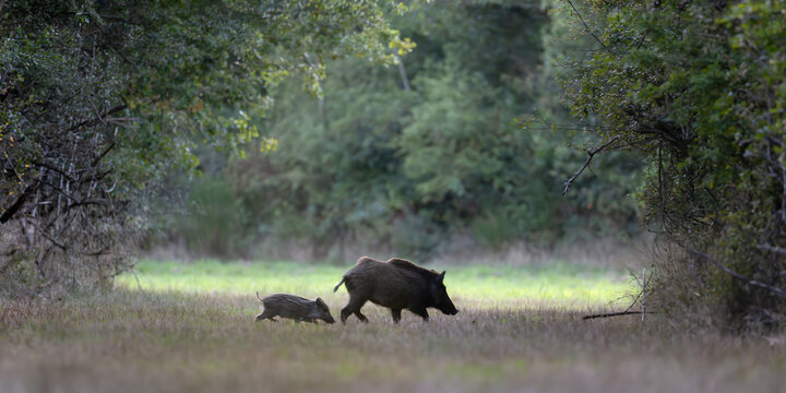 Wild boar soe and her striped piglet crossing a forest path while trotting, Sus scrofa, Sologne, Loiret 45, r&eacute;gion Centre Val de Loire, France, European Union, Europe