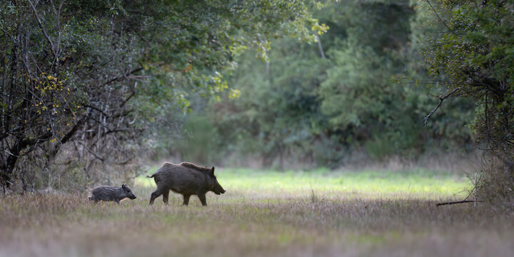 Wild boar soe and her striped piglet crossing a forest path while trotting, Sus scrofa, Sologne, Loiret 45, r&eacute;gion Centre Val de Loire, France, European Union, Europe