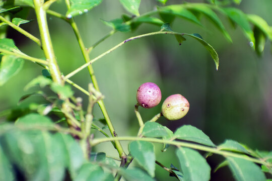 Bergera koenigii curry leaf plant growing fresh aromatic foliage.