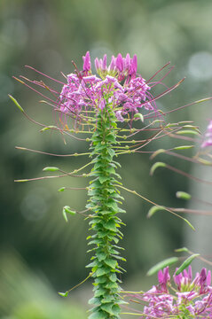 Cleome spinosa spiny spiderflower blooming naturally outdoors.