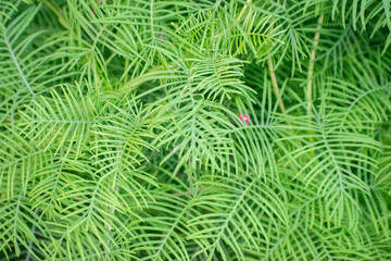 Obraz premium Ipomoea quamoclit hummingbird vine growing naturally in garden.