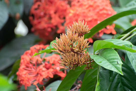 Ixora javanica javanese ixora flower buds in close up view.