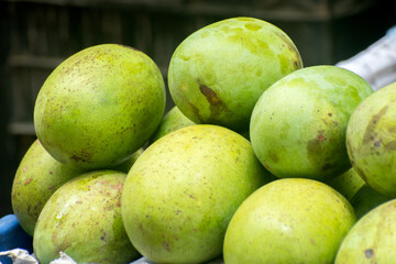 Mangifera indica mango fruit growing on tropical tree.