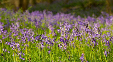 Obraz premium Amazing views of the Bluebells and Wild Garlic in bloom in Bothal Woods, Morpeth, Northumberland, England 