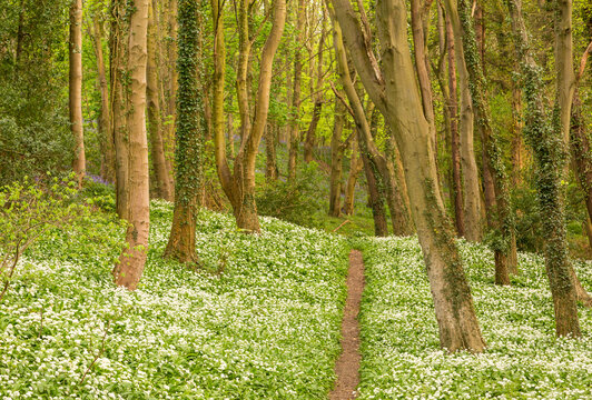 Amazing views of the Bluebells and Wild Garlic in bloom in Bothal Woods, Morpeth, Northumberland, England
