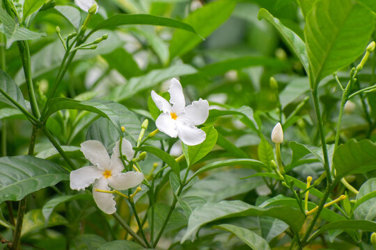 Tabernaemontana divaricata crape jasmine flower blooming white.