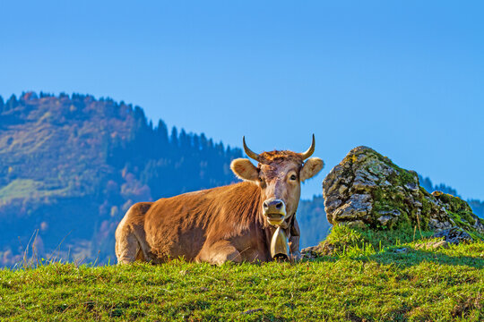 Kuh - Fels - Allg&auml;u - Braunvieh - Herbst - Allg&auml;u - Oberstdorf - Nagelfluh 