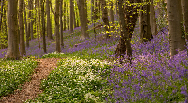 Amazing views of the Bluebells and Wild Garlic in bloom in Bothal Woods, Morpeth, Northumberland, England
