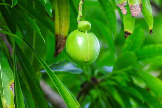 Cerebra manghas commonly known as the sea mango, wawai, pink-eyed cerbera, tangena or bintaro is a small evergreen coastal tree.