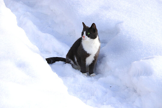 Fluffy gray cat sits in a snowdrift, watching the falling snow. The harsh winter frosts don't faze Siberian cats, who are not afraid of the cold. The concept of compassion