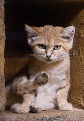 Sand cat (Felis margarita)