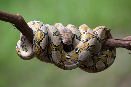 reticulated python coiled on a log