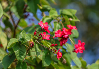 Jatropha integerrima, commonly known as peregrina or spicy jatropha, is a species of flowering plant in the spurge family, Euphorbiaceae.