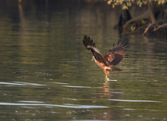 A Brahminy kite grabbing leftover from water in Sundarban tiger reserve, India