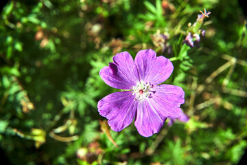 Obraz premium close-up of a geranium flower in a garden during spring