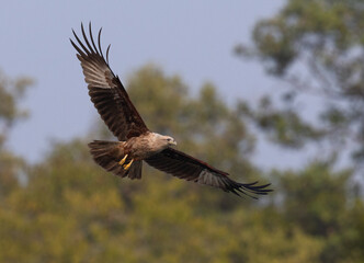 Obraz premium Closeup of a Brahminy kite flying at Sundarban tiger reserve, India