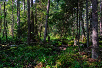 Summertime coniferous forest tree stan in sun