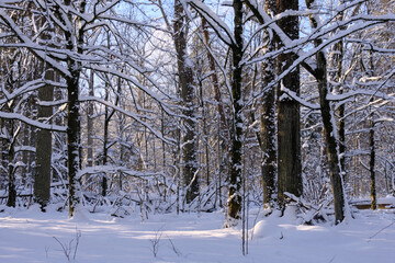 Wintertime landscape of snowy deciduous stand