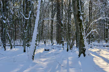 Wintertime landscape of snowy deciduous stand