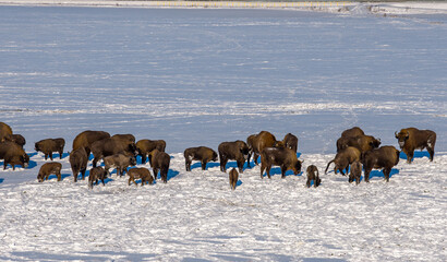 Drone aerial of large European bison herd on vast snowy plain