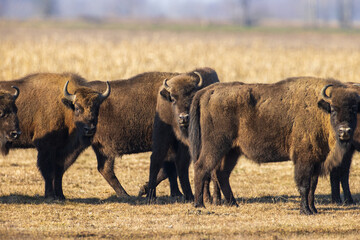 European Bison graze in a field during the afternoon in a rural area with open space and grasslands in the background