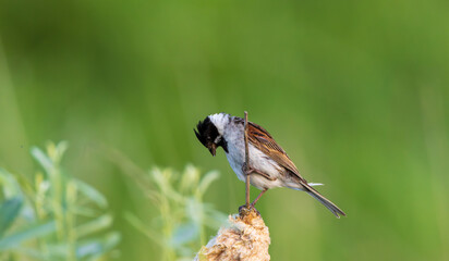 Common Reed Bunting(Schoeniclus schoeniclus) on reed