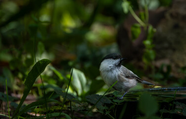 Adorable black-capped Coal Tit(Poecile ater) standing on birdbath