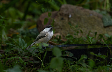 Adorable black-capped Coal Tit(Poecile ater) standing on birdbath