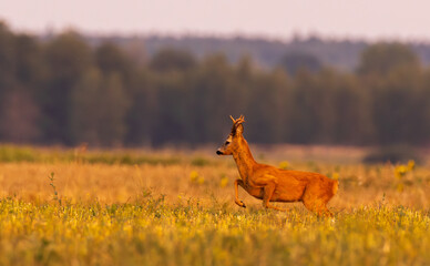 Roe Deer(Capreolus capreolus) male looking forward