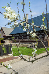 Cicmany village houses displaying folk patterns in spring