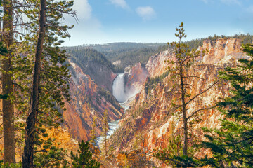 View of Grand Canyon of Yellowstone from artist point trail. The Lower Falls is in the background. Yellowstone National Park