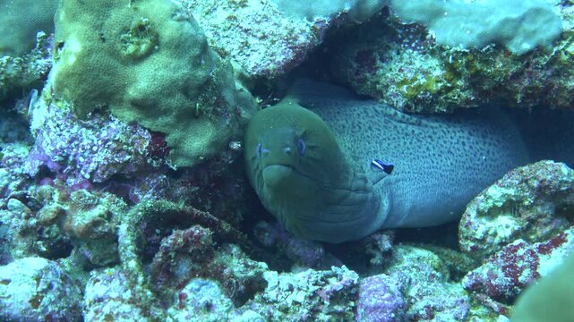 Moray in the Andaman Sea &ndash; Thailand